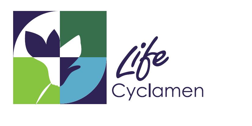Life Cyclamen